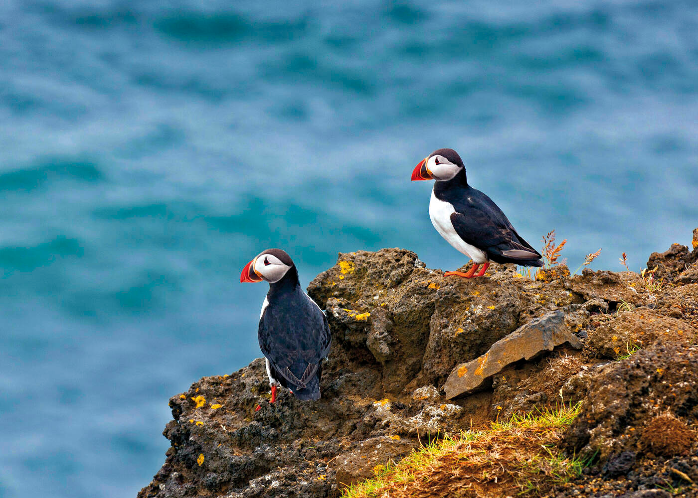 Papageitaucher Felsenklippe Latrabjarg