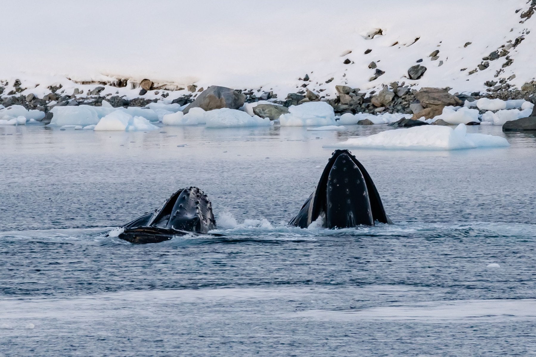 Die Douglas Mawson bietet anspruchsvolle Expeditionsreisen abseits klassischer Routen – intensiv, nachhaltig und unvergesslich.